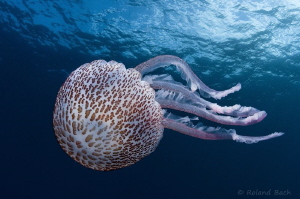 " art of medusa "
taken with 10,5mm fisheye + 1,4x conv. by Roland Bach 